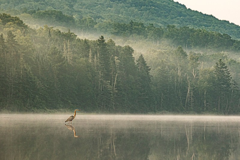 Messenger of the Gods - Photograph, Photography Digital, Birds, Realism, Metal