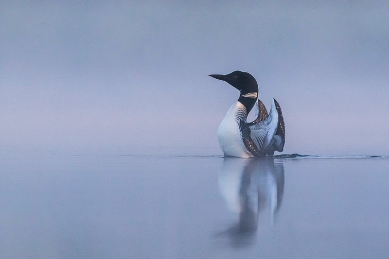 Morning Stretch - Photograph, Photography Digital, Birds, Realism, Metal
