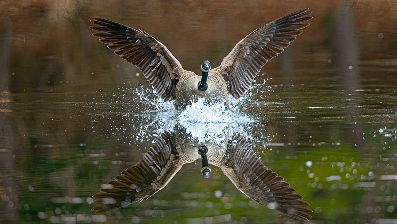 Splashdown! - Photograph, Photography Digital, Birds, Realism, Metal