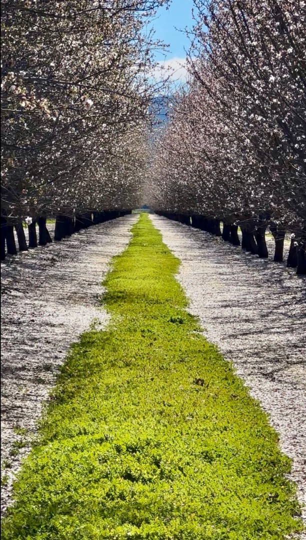 Capay Almond Orchard  - Photograph, Landscape, Other
