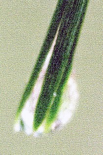 Dewdrop on Pine Needles, detail