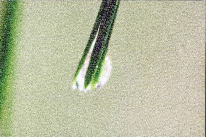 Dewdrop on Pine Needles