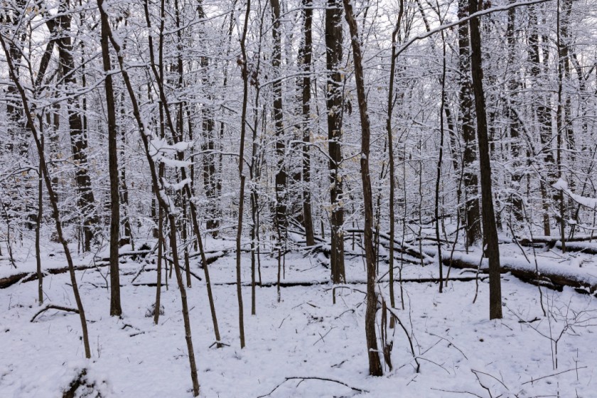 Snow Trees
