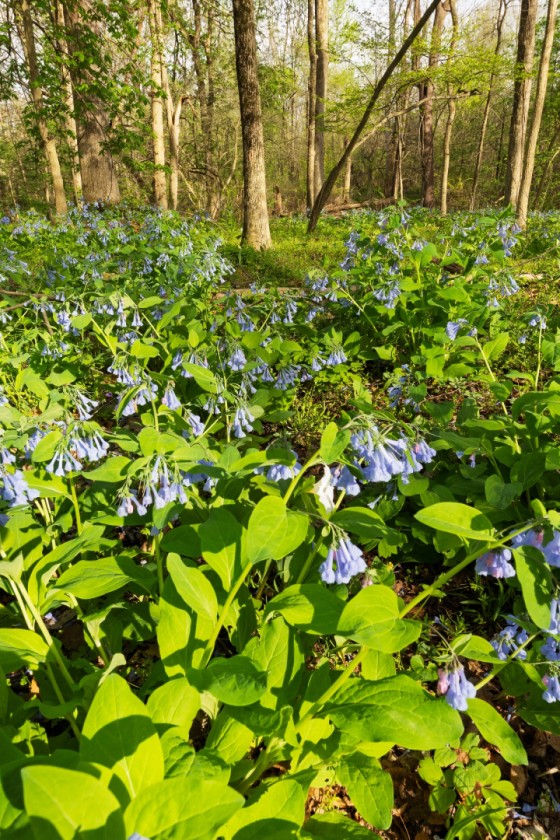 Many Bluebells