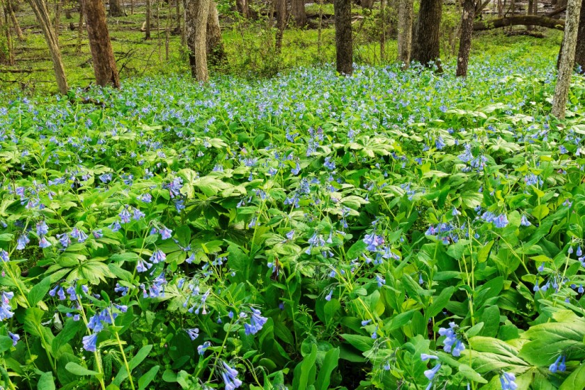 Blanketing the Forest Floor