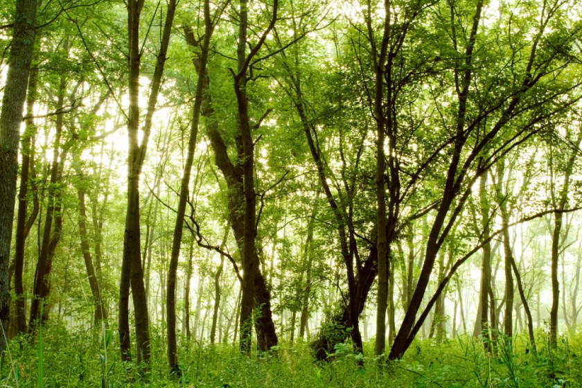 Trees