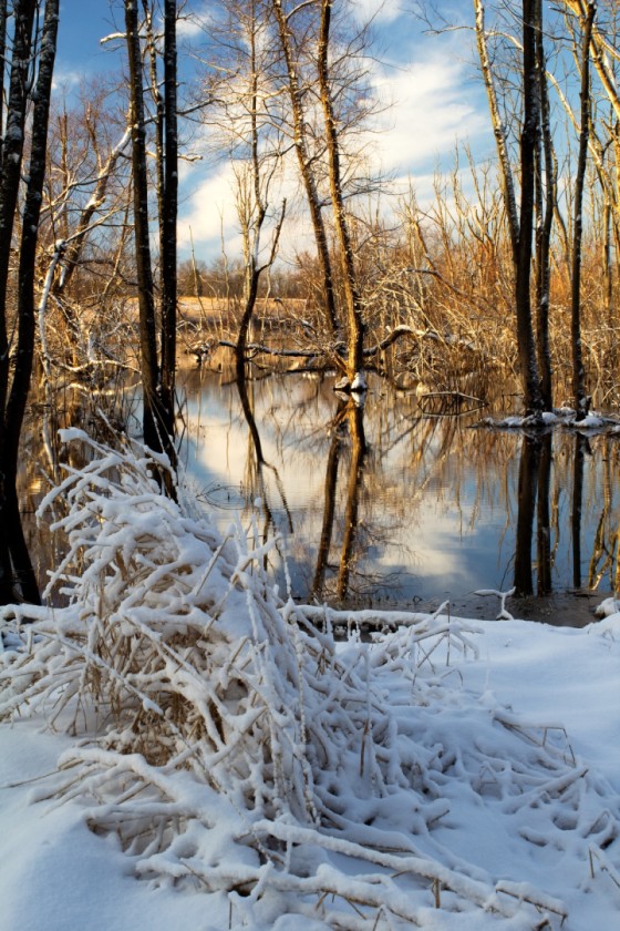 The Grip of Winter I