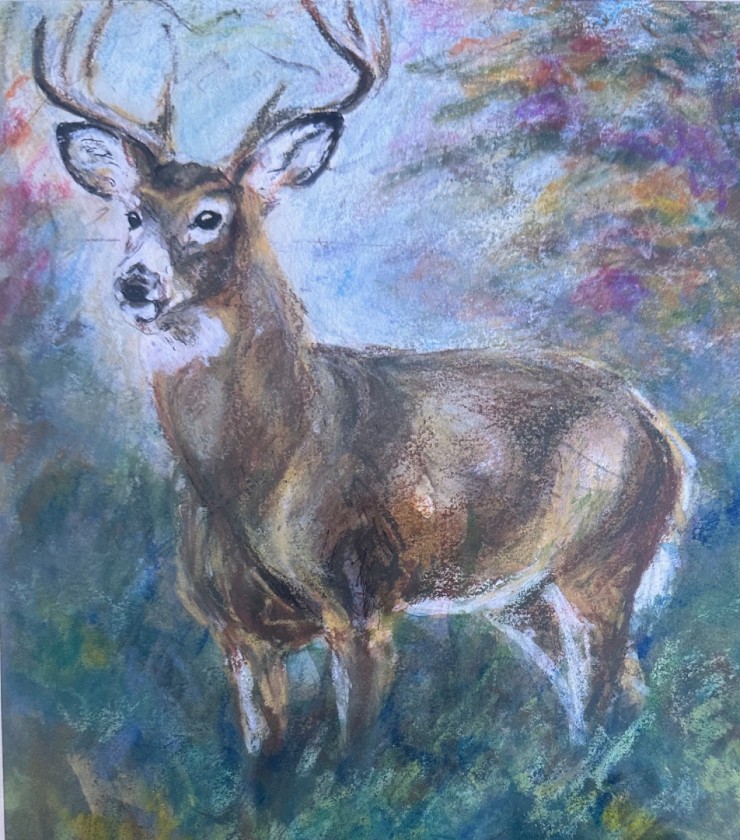 White Tailed Deer
