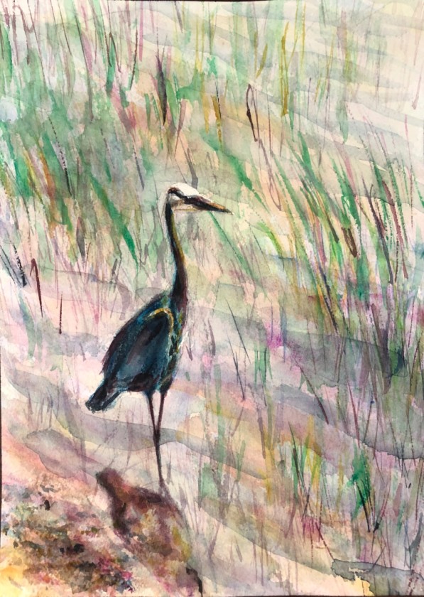 Great Blue Heron
