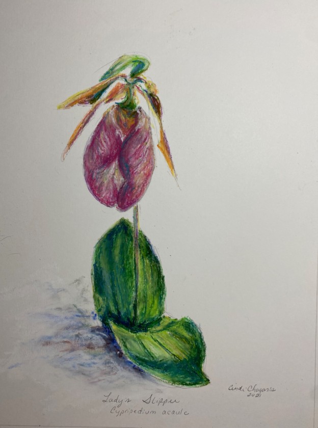 Lady's Slipper