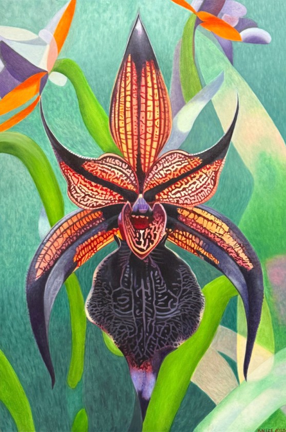 Black Orchid