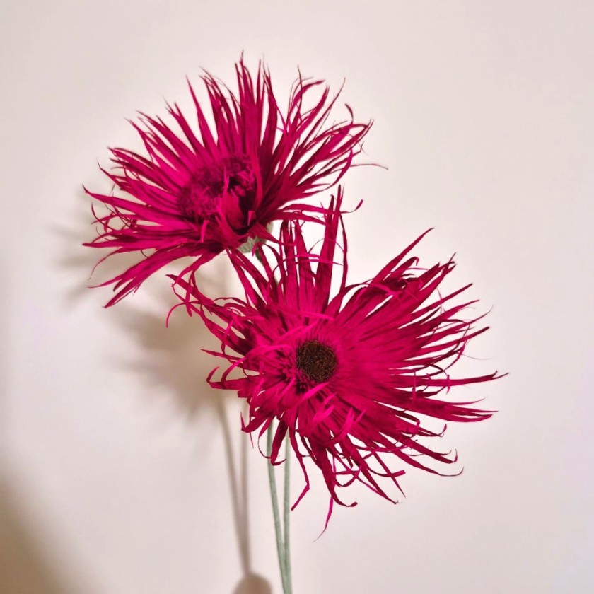 Spider Gerbera Daisy_Burgundy