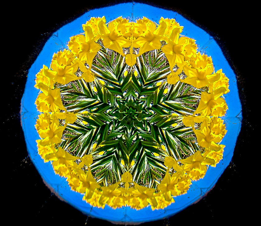 Daffodils
