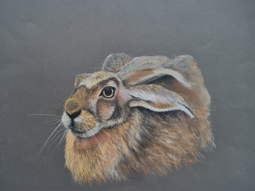 Hare, Drawing