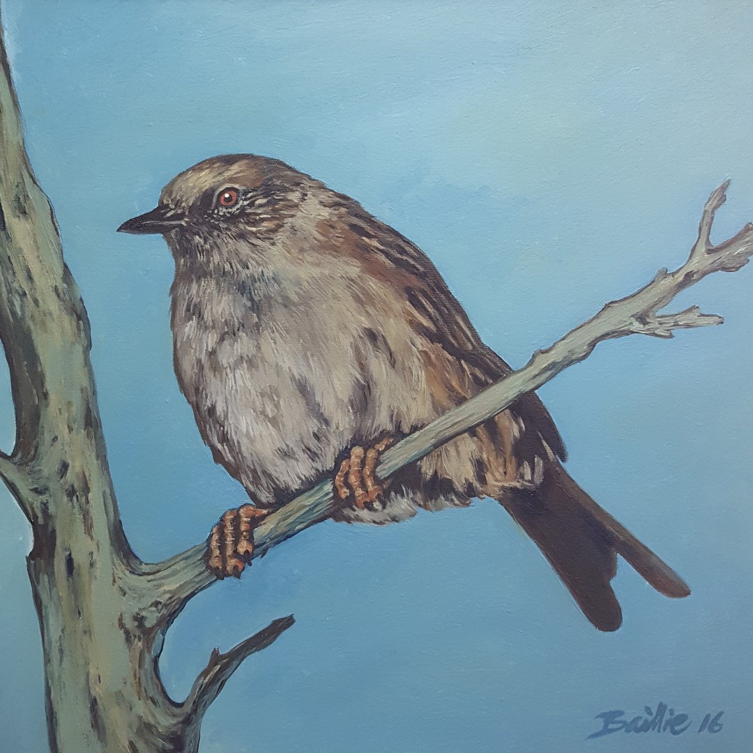 Hedgesparrow, Painting