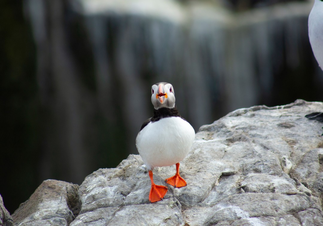 Farne Islands Puffin, Photography