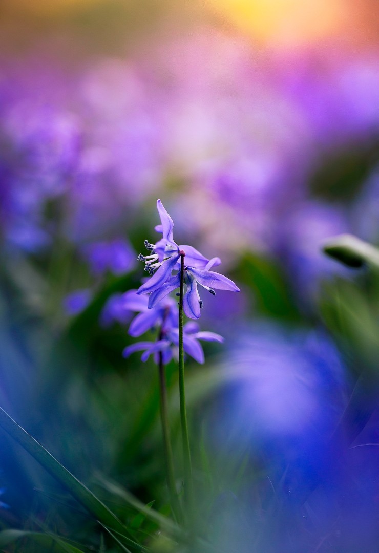 Paisley Siberian Squill, Photography