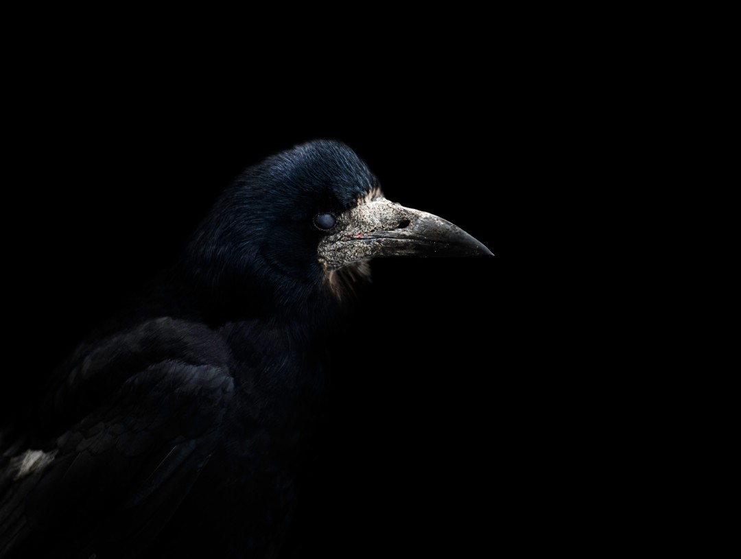 St Andrews Rook, Photography