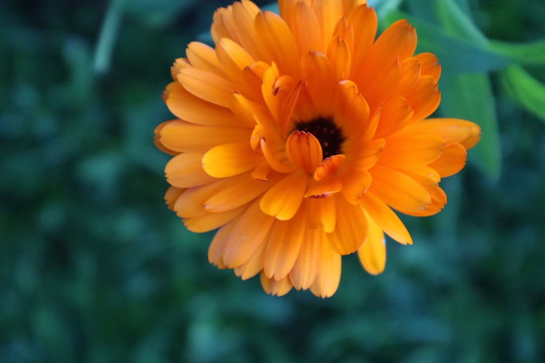 Watermill Flower, Photography