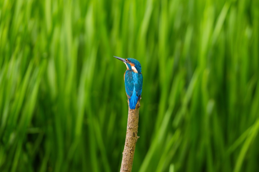 A Flash of Blue in the Heart of Green, Photography