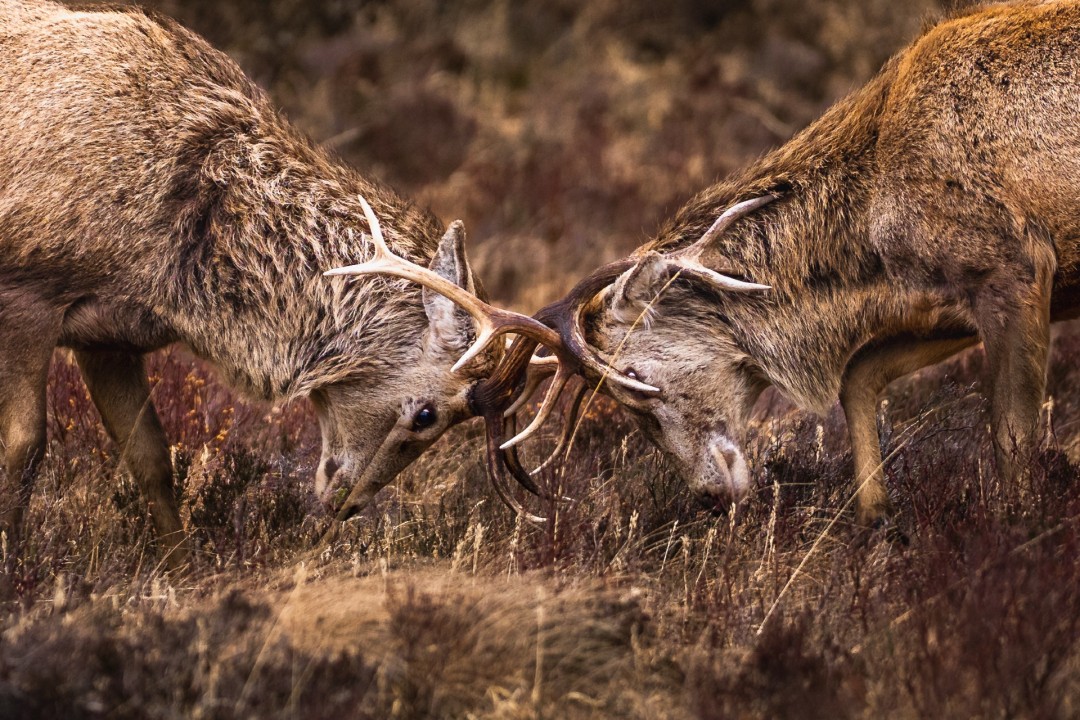 Untamed Valor, Photography
