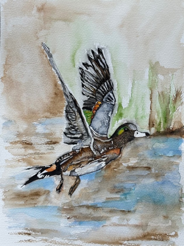 Glide of the Green-winged Whisper