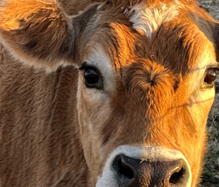 IVER (the cow)