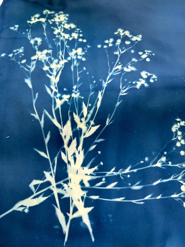 Gathered in Blue- cyanotype