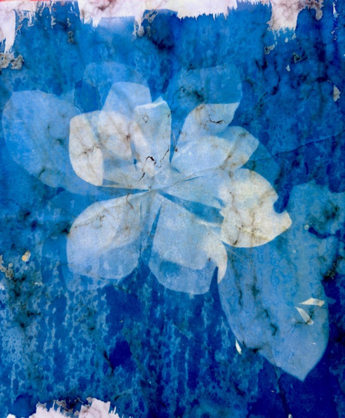 Blooming Magnolia-Cyanotype