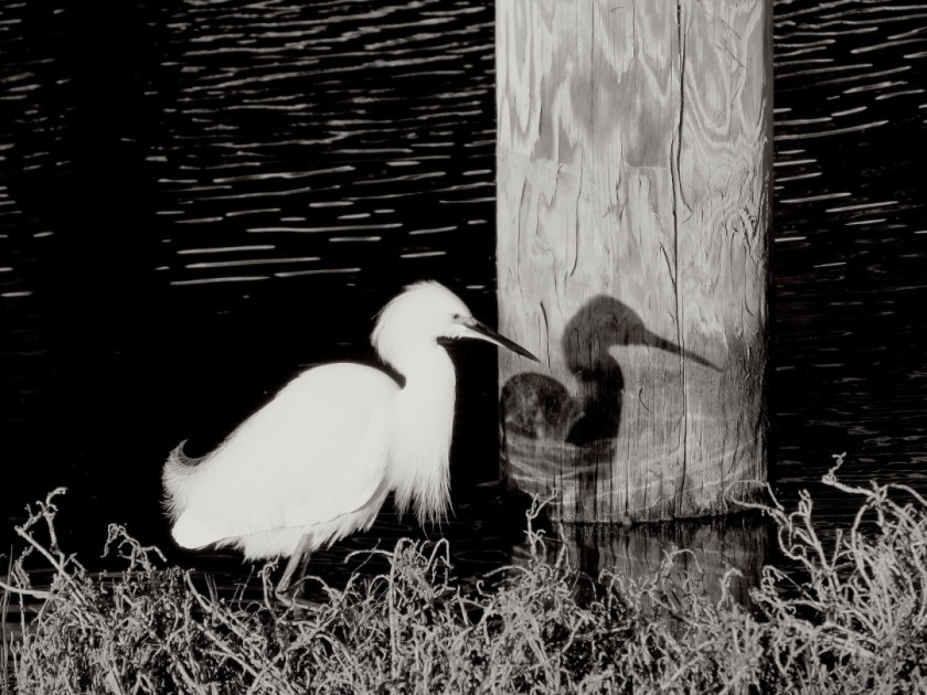 The Maltese Egret