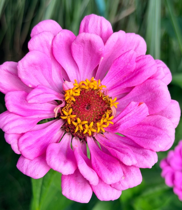 Zinnia Love