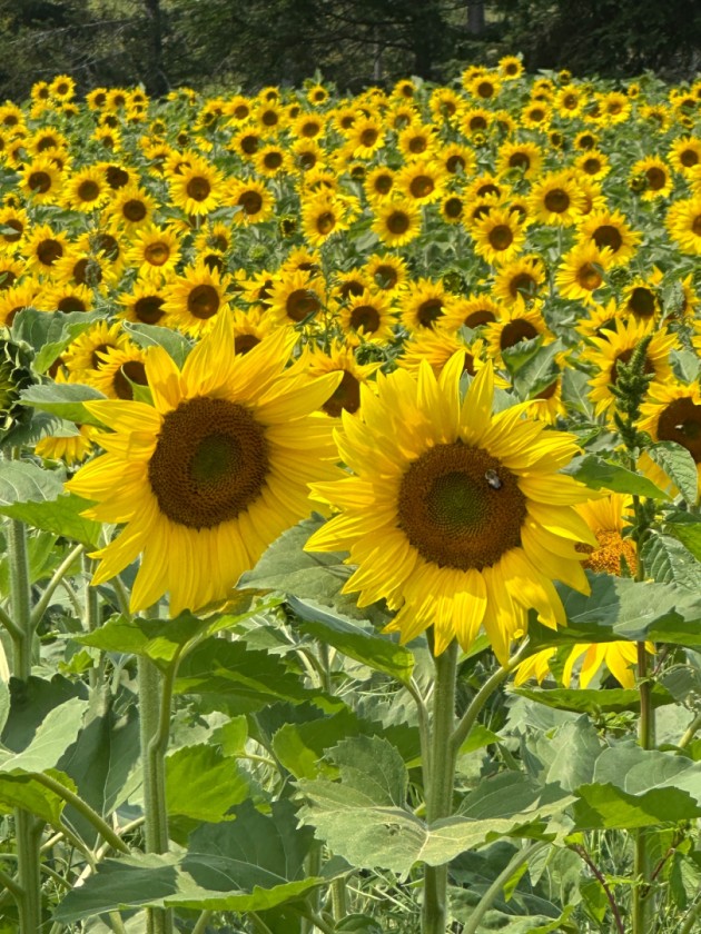 Vermont Sunflower Field
