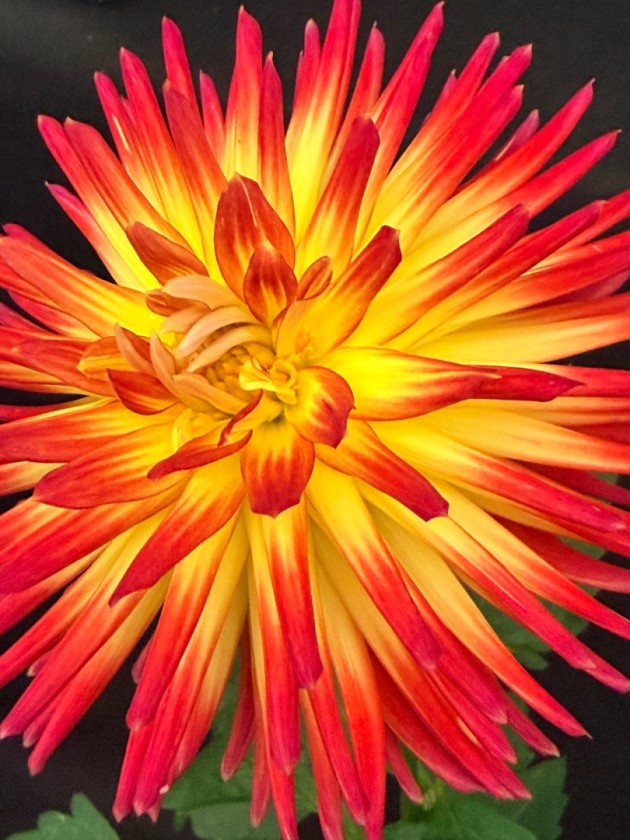 On Fire Dahlia