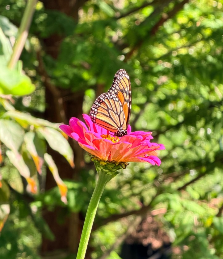 Monarch Butterfly 