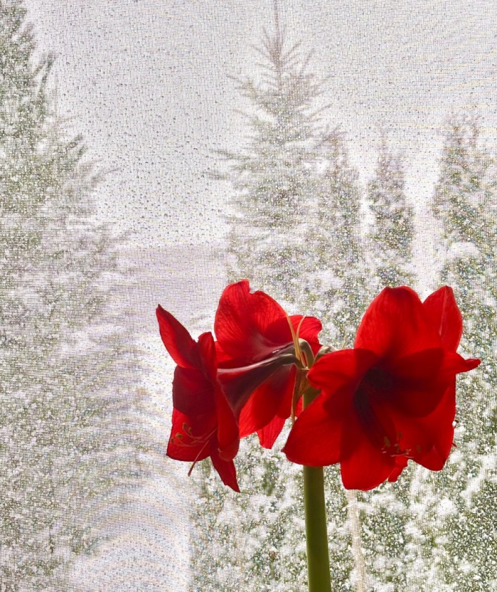 Flowers and Sleet