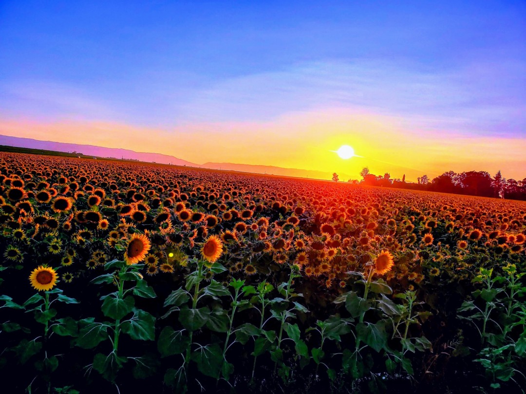 Sunflower Dreams - artwork by Ashton Byers: sunflowers, sunsets Nature, 