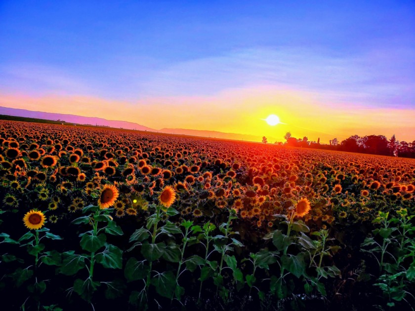 Sunflower Dreams