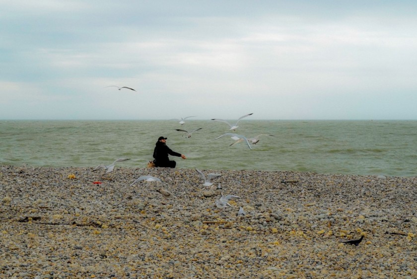 Seagulls