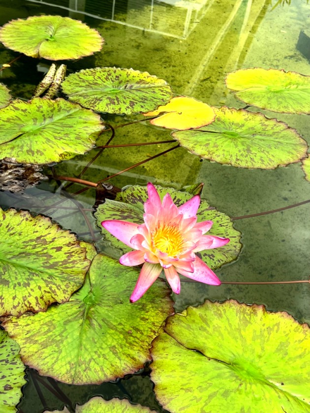 Lilies on the Pond