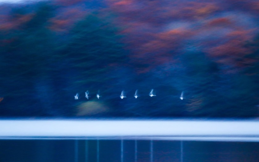 Late Fall Swans
