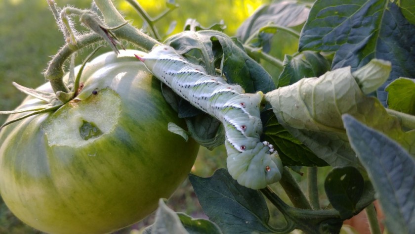 Tomato Hornworm 