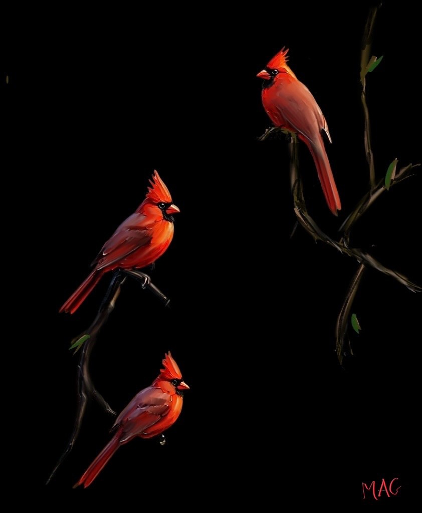 Three Red Cardinals - Digital