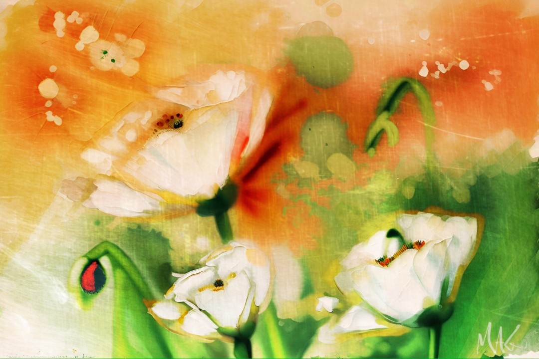 White Poppies  - Digital