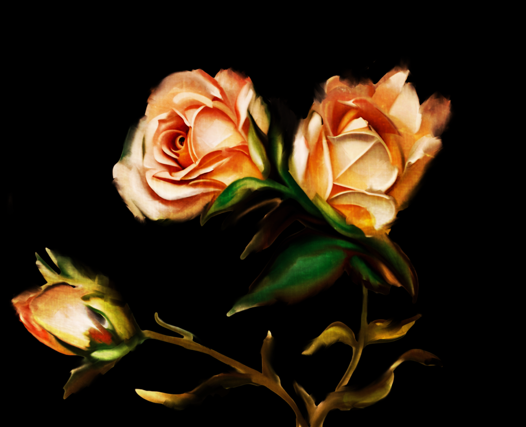 Rose Buds - Digital