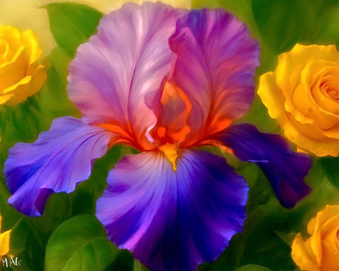 “Iris Rose” - Digital