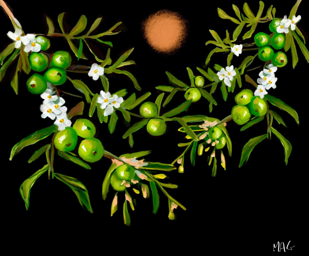 Ollies Olives II - Digital