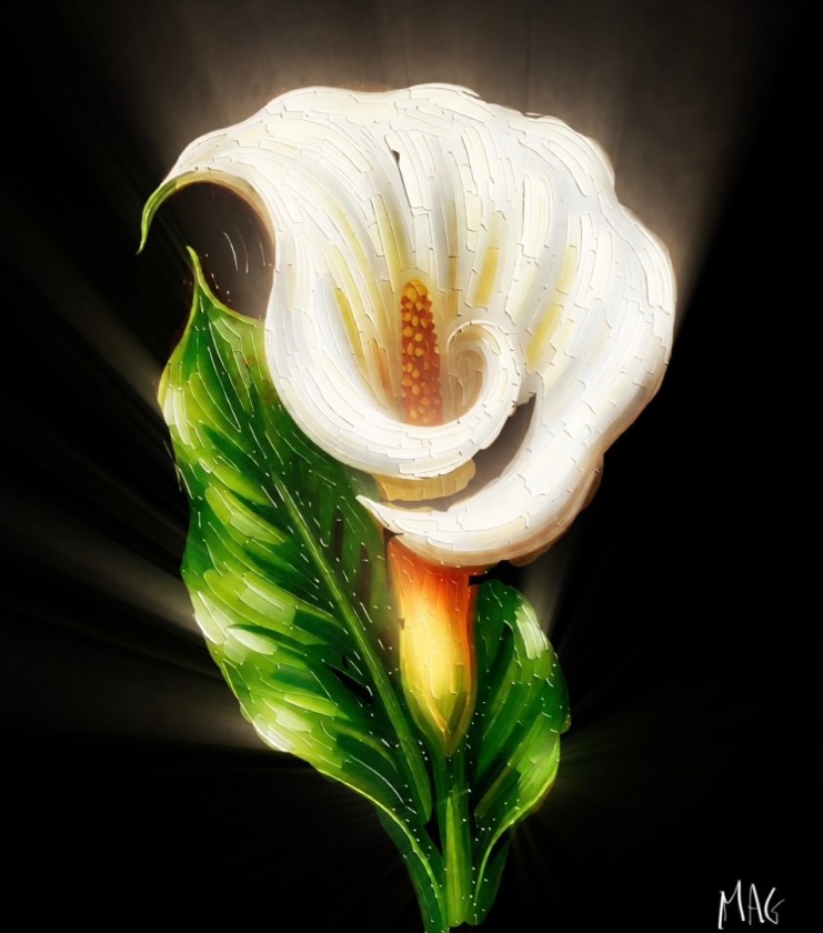 Calla Lily