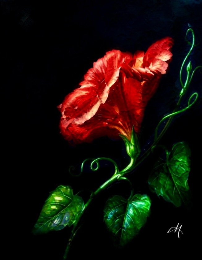 Red Bloom at Night