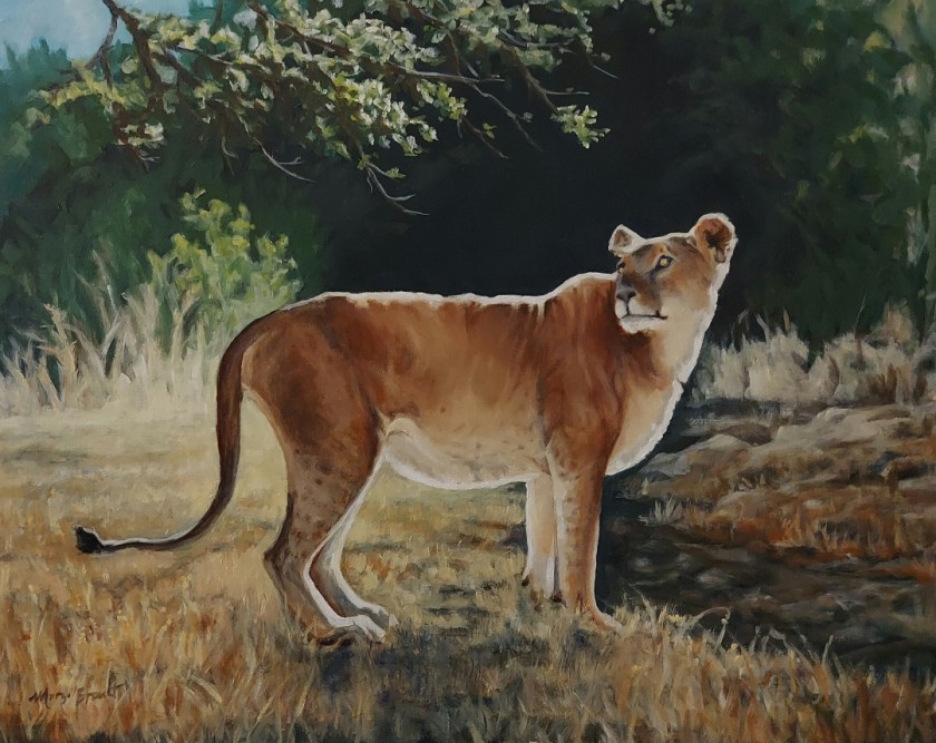 Kandaka -Rescued by Four Paws Intl