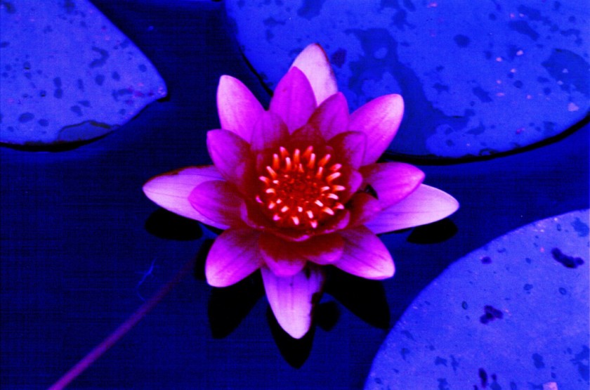 Waterlily